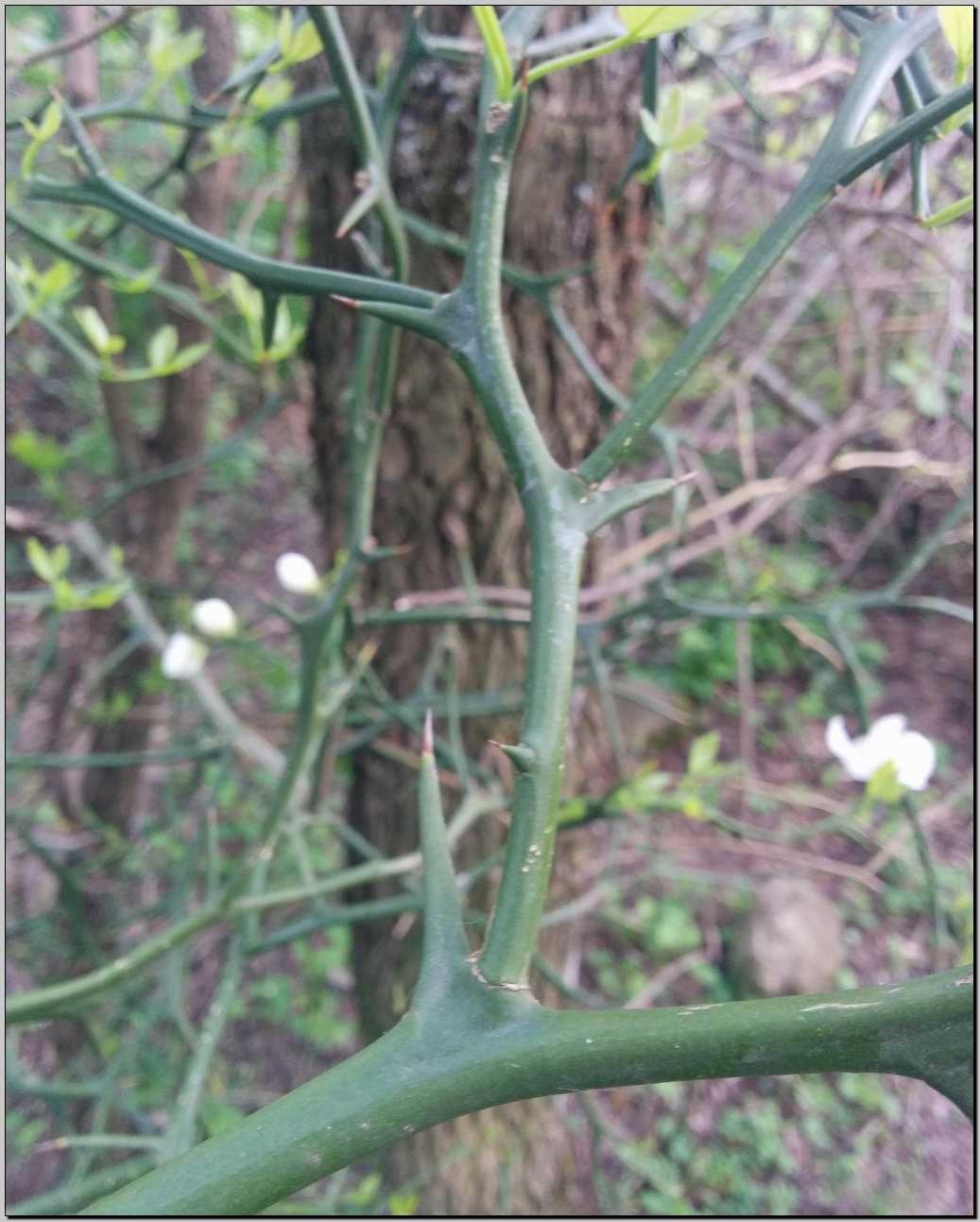 Poncirus trifoliata